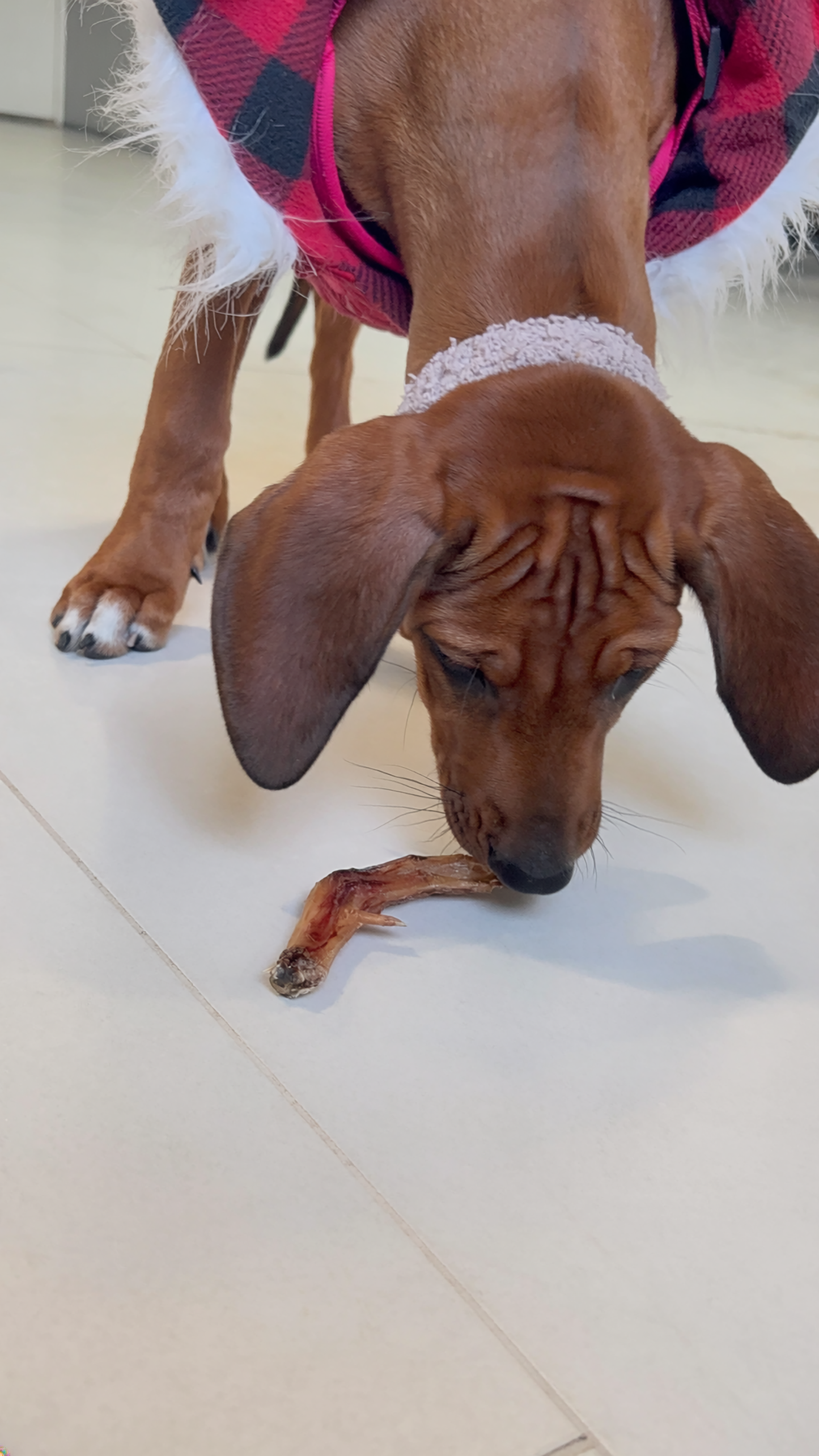 Dehydrated Duck Feet for Dogs